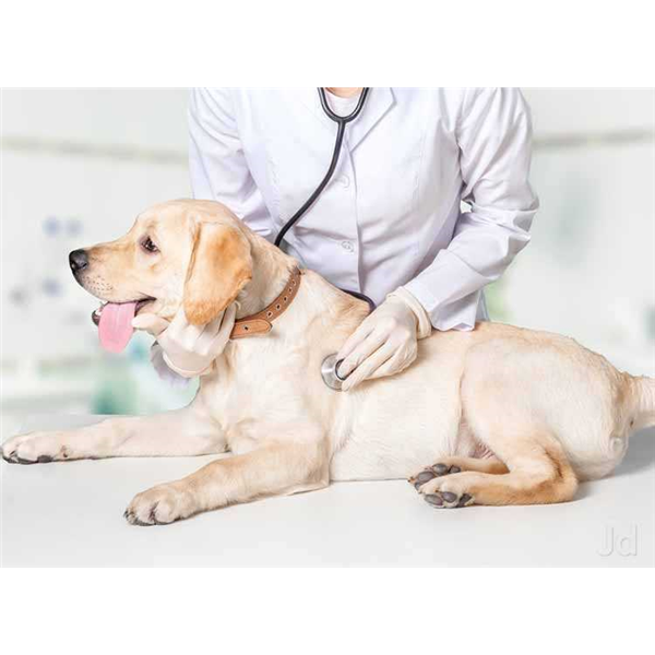 Om Veterinary Hospital Dr Rajesh Dalsania Images | Om Veterinary Hospital Dr Rajesh Dalsania In University Road, Rajkot Photo Gallery Om Veterinary Hospital Dr Rajesh Dalsania Images | Om Veterinary Hospital Dr Rajesh Dalsania In University Road, Rajkot Photo Gallery